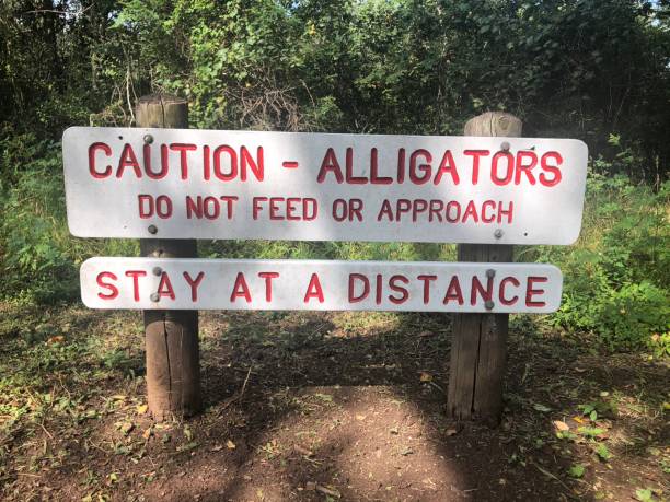 istock Caution alligators sign on a hiking trail 1272670077