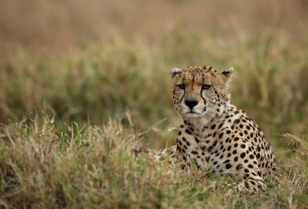 istock Cheetah resting in the grasses, Masai Mara 1272670875