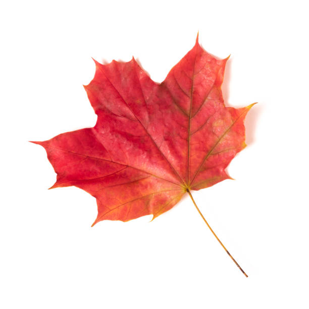 istock One autumn red maple leaf isolated on a white background 1272671374