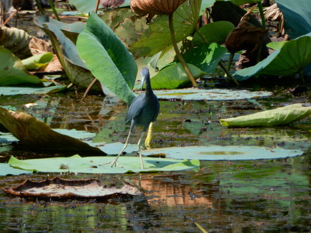 istock Blue heron walking on large green lily pads 1272672210