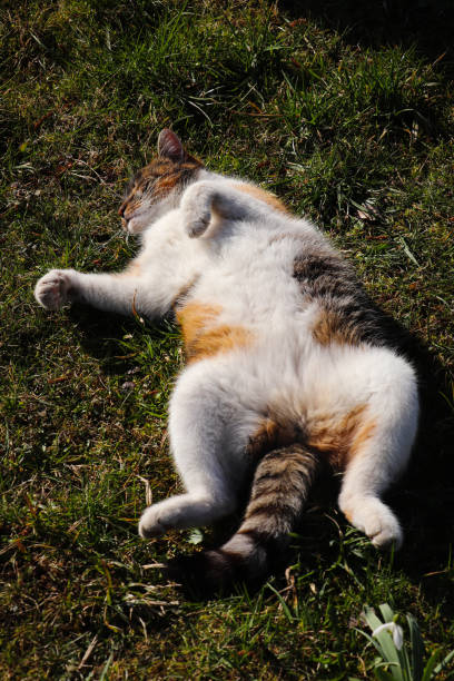 cat se trouve sur le dos et étire ses membres. feline pratique le yoga et les exercices de base. manteau de fourrure chauffant au soleil. felis catus domesticus sur le jardin - catus photos et images de collection