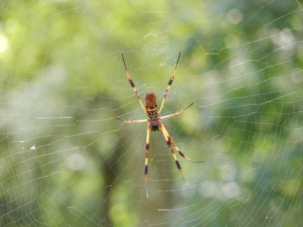 istock Large golden silk spider on a web with a green background 1272673134