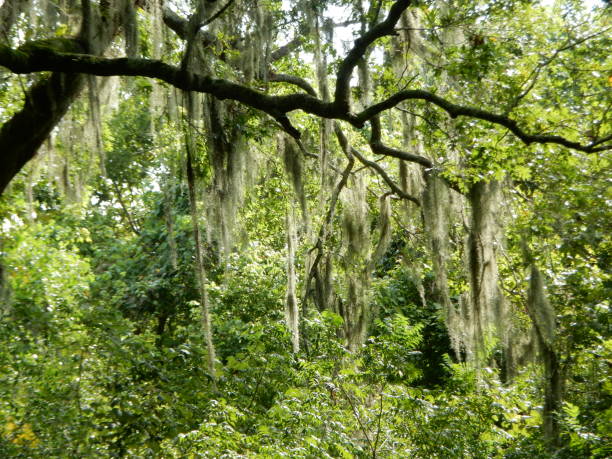 istock Branch of live oak with moss hanging down 1272673182