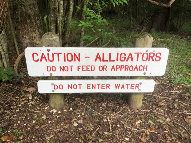 istock Caution sign warning hikers of alligators 1272673250