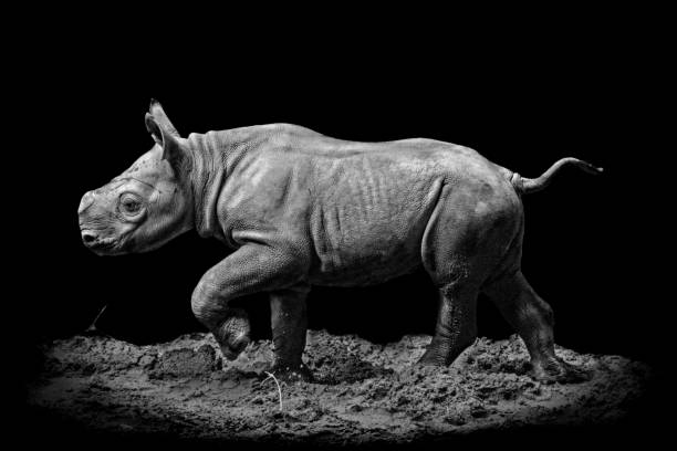 czarny nosorożec cielę - cox 1 zdjęcia i obrazy z banku zdjęć