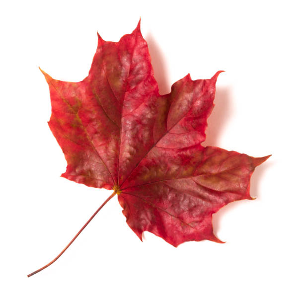 istock One autumn red maple leaf isolated on a white background 1272673698