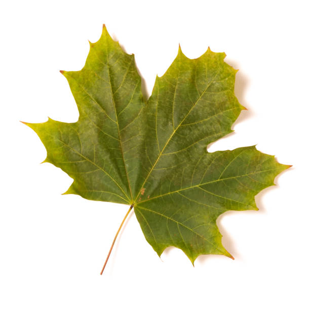 istock One autumn green maple leaf isolated on a white background 1272673928