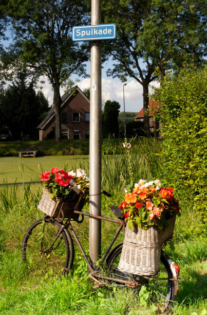 Bicycle decorated with flowers and posted against a lantern pole in the Dutch village Geervliet