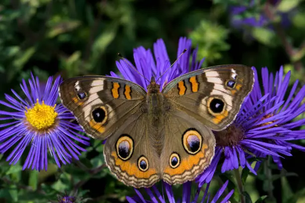 Junonia coenia, known as the common buckeye or buckeye on New England Aster. It is in the family Nymphalidae. Its original ancestry has been traced to Africa.