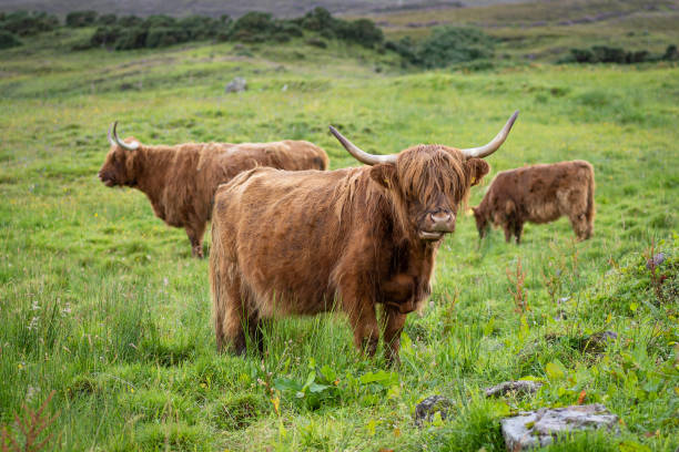 Hairy highland cows and calf grazing on pasture in Scotland in its natural habitat stock photo