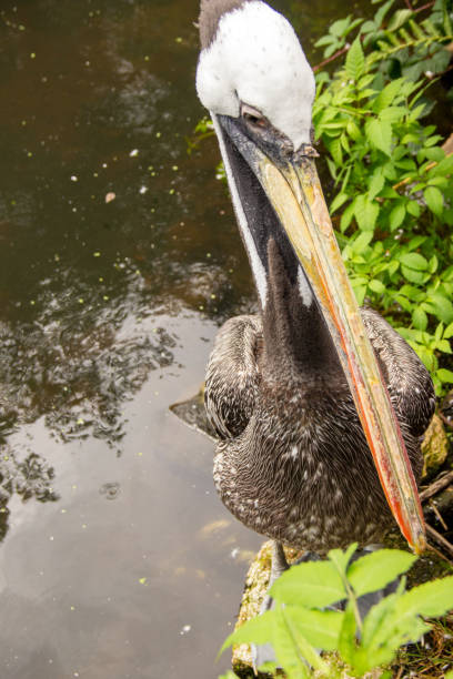 Side view from a brown pelican, Pelecanus occidentalis, is a bird of the pelican family, Pelecanidae stock photo
