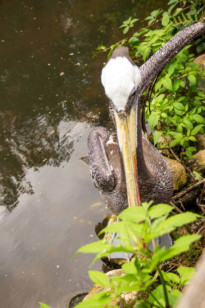 Top view of a brown pelican, Pelecanus occidentalis, is a bird in the pelican family, Pelecanidae stock photo