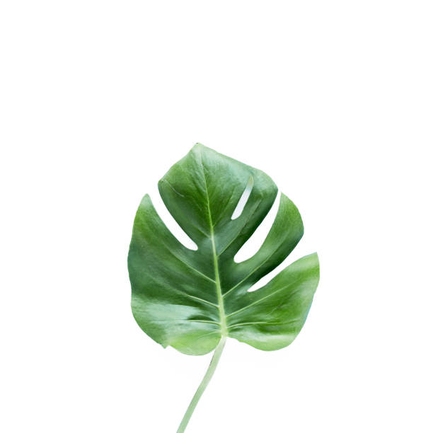istock Tropical leaves Monstera on white background. Flat lay, top view 1272675172