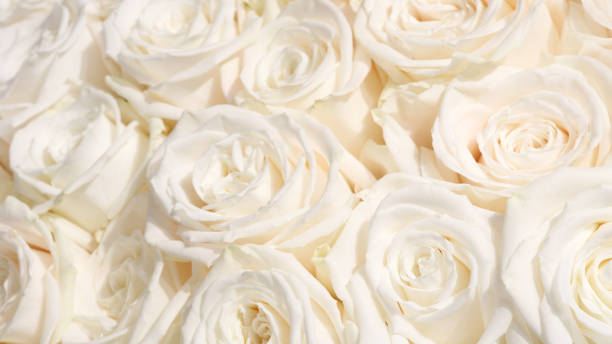 istock close-up of white pastel rose 1272675460