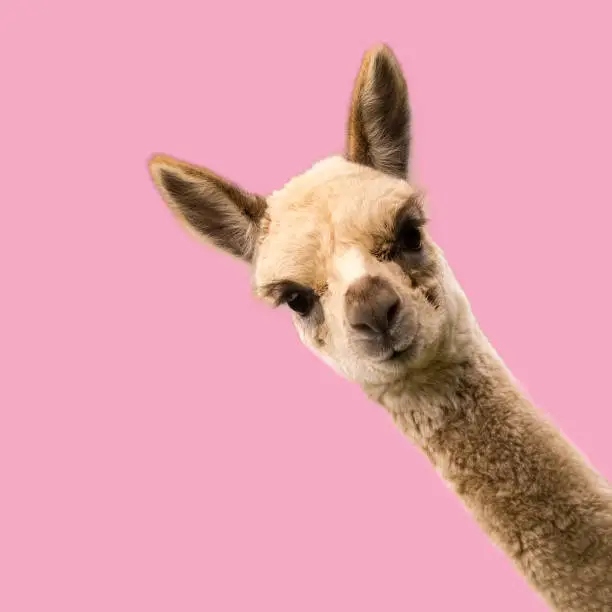 Photo of Little funny alpaca on pink background.