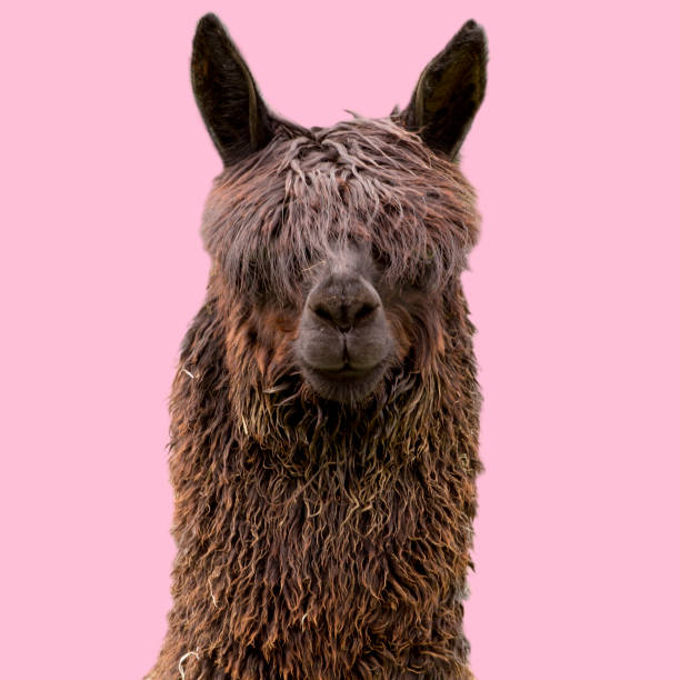 9,329 Funny Alpaca Stock Photos, Pictures & Royalty-Free Images - iStock |  Funny sloth, Funny panda, Funny horse