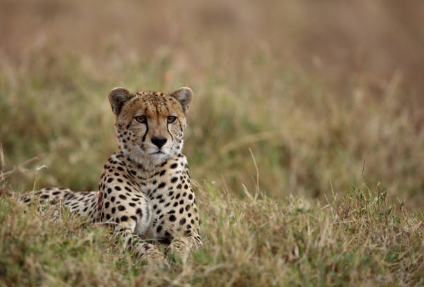 istock Cheetah in Masai Mara Grassland 1272675678