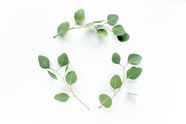 istock Round frame with branches eucalyptus and leaves isolated on white background. lay flat, top view 1272677026