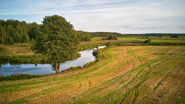 istock Summer background with alder tree on riverbank. Agriculture fields after harvest 1272677678