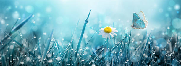 istock Wild chamomile flower and flying butterfly in the meadow. 1272678242