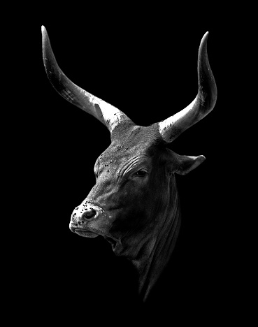 Profile of an African Longhorn cattle