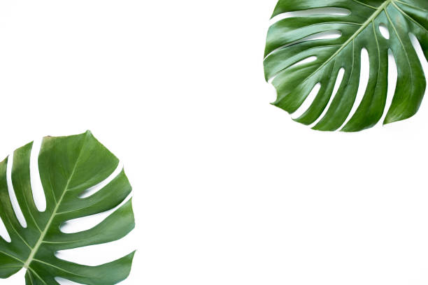 istock Tropical leaves Monstera on white background. Flat lay, top view 1272679284