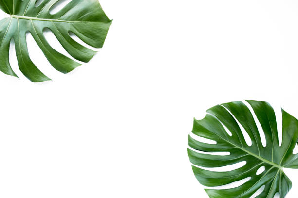 istock Tropical leaves Monstera on white background. Flat lay, top view 1272679336