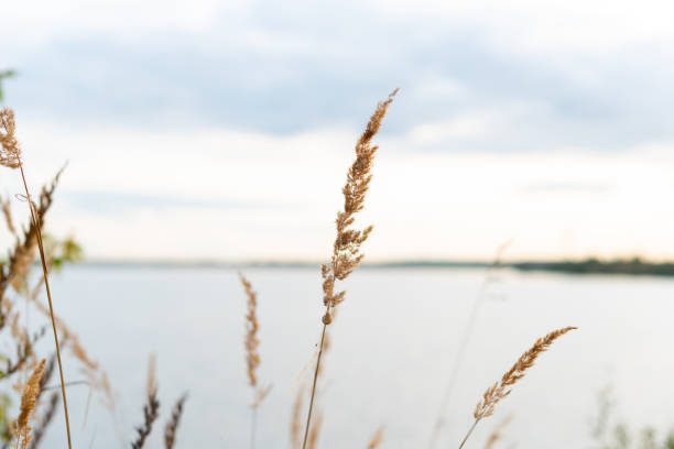 istock Dry grass in front of pond. 1272679515