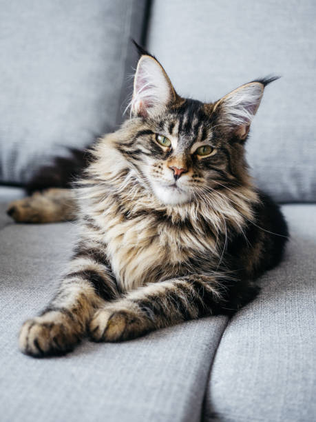istock Beautiful 7 month Maine Coon lying on sofa 1272679519