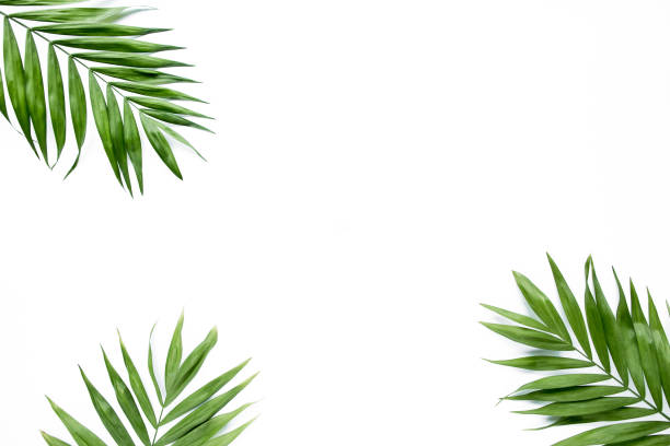 istock green palm leaf branches on white background. flat lay, top view 1272679525