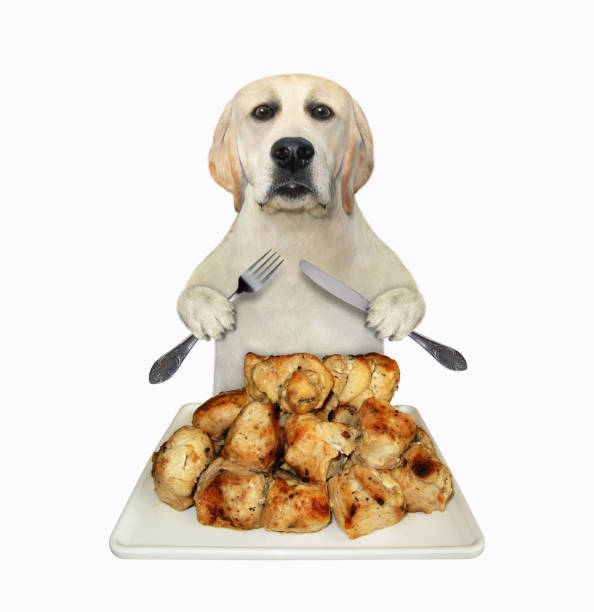 istock Dog eats heap of fried meat 1272680304