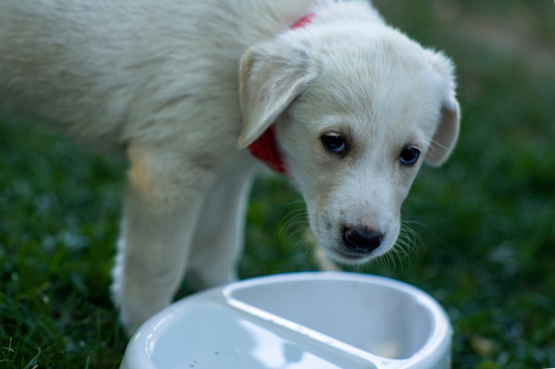 View of a white female puppy.