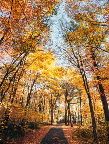 autumnal country road