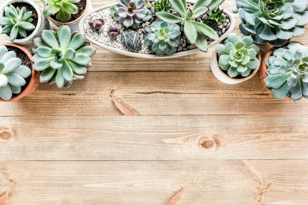 istock floral frame with succulents minimal creative berry arrangement pattern on wooden background. flat lay, top view. christmas background wallpaper 1272682452