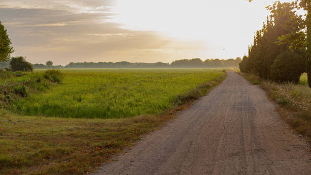 istock Rural gravel path green landscape on a bright sunny sky 1272682604