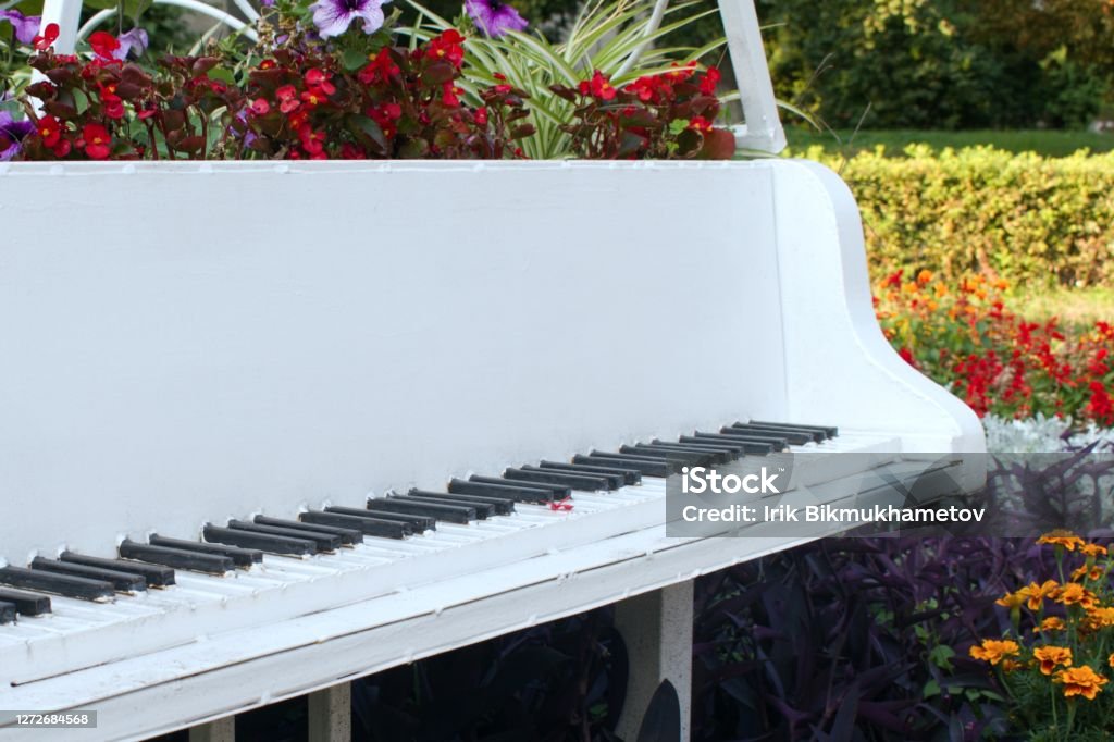 white metal grand piano on open air white metal grand piano on open air in park on blurred background of bright multi colored natural flowers Springtime Stock Photo