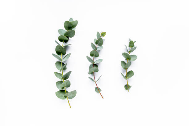 istock green leaves eucalyptus on white background. flat lay, top view 1272684912