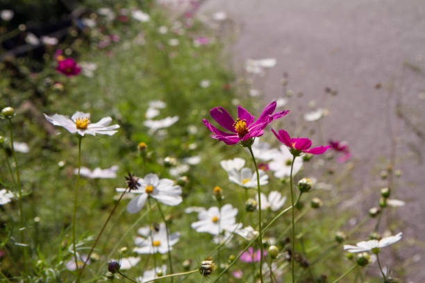 Garden cosmos (Cosmos bipinnatus) flowers blooming