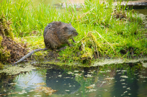 Muskrat The muskrat, the only species in genus Ondatra and tribe ondatrini, is a medium-sized semiaquatic rodent native to North America and an introduced species in parts of Europe, Asia, and South America. The muskrat is found in wetlands over a wide range of climates and habitats ondatra zibethicus stock pictures, royalty-free photos & images