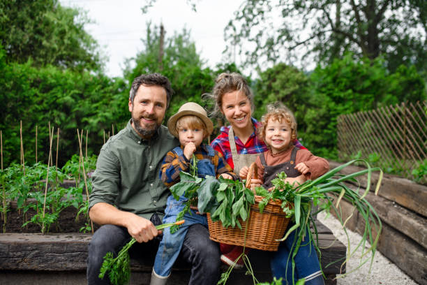 famiglia con bambini piccoli giardinaggio in fattoria, coltivazione di verdure biologiche. - gardening child vegetable garden vegetable foto e immagini stock