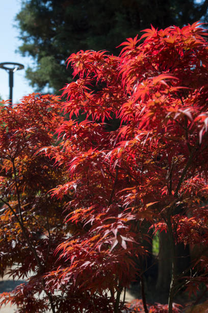 istock Red japanese maple leaves. Vertical. 1272689588