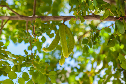 Green pods in a carob tree in Greece.