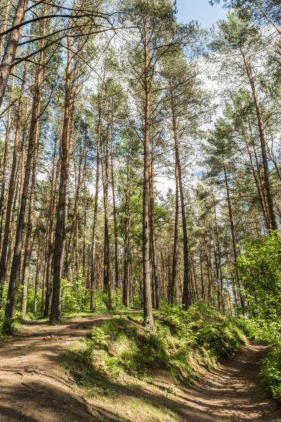 istock Sunlight passes through the pine trees in the spring forest. Park area for relaxation and walking 1272689812