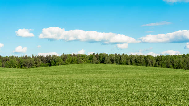istock Green field with a small hill, forest on the horizon, blue sky with white clouds. Nature landscape background 1272689906