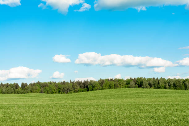 istock Green field with a small hill, forest on the horizon, blue sky with white clouds. Nature landscape background 1272689920