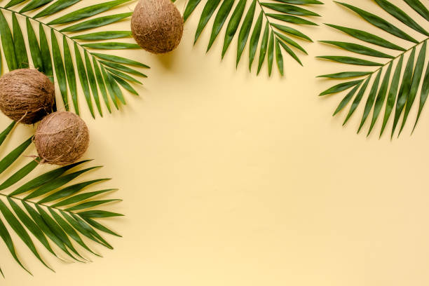 foglie verdi tropicali fronde di palma e noci di cocco isolate su sfondo giallo. l'appartamento giaceva, vista dall'alto - factory corporate business forest day foto e immagini stock