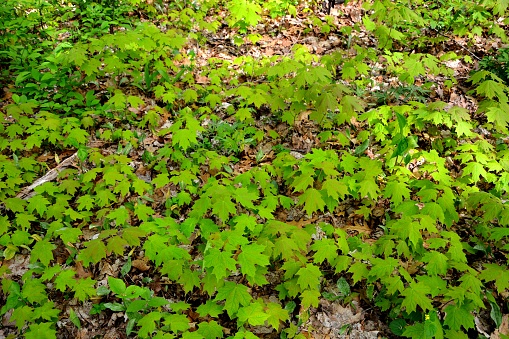 Maple tree saplings cover the forest floor in late spring leaving a green carpeted effect from all the small plants covering the ground in natural green maple leaves.