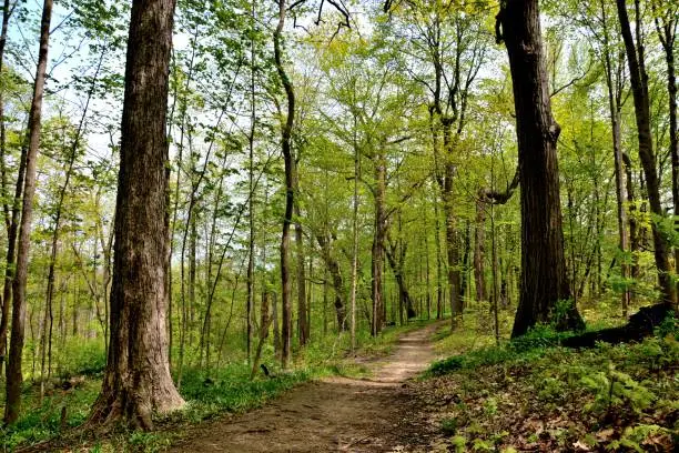 Photo of Foot path leading into the spring forest