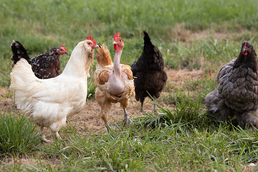 A flock of free range chickens foraging outside during the summer in Maryland. There are five different breeds represented in this flock, they are a: naked neck, Polish, faverolle, cochin, and sussex. Photographed in Maryland in the summer.
