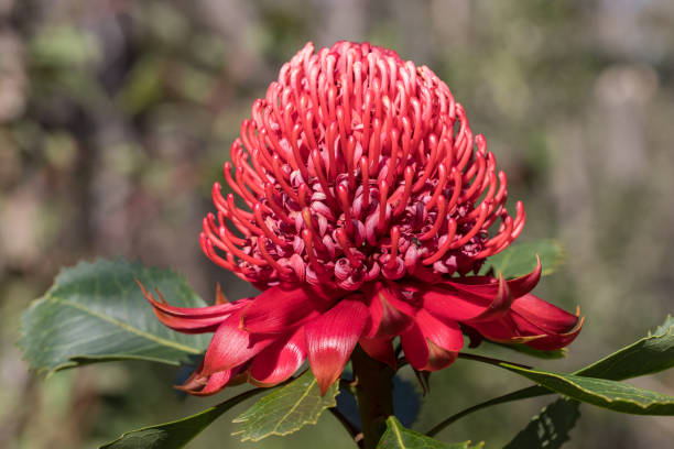 istock New South Wales Waratah 1272694475